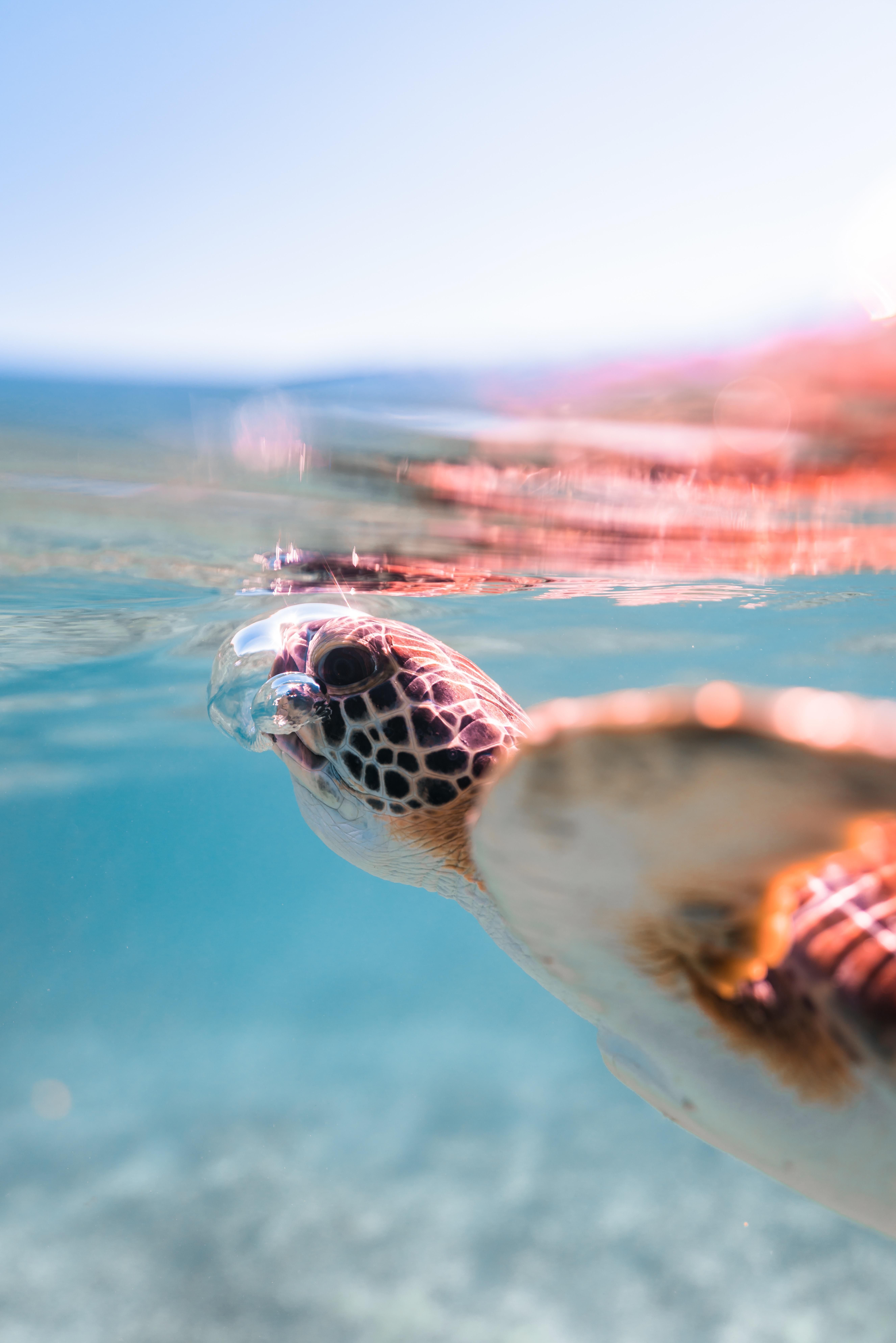 Sea Turtle Cute Wallpaper
