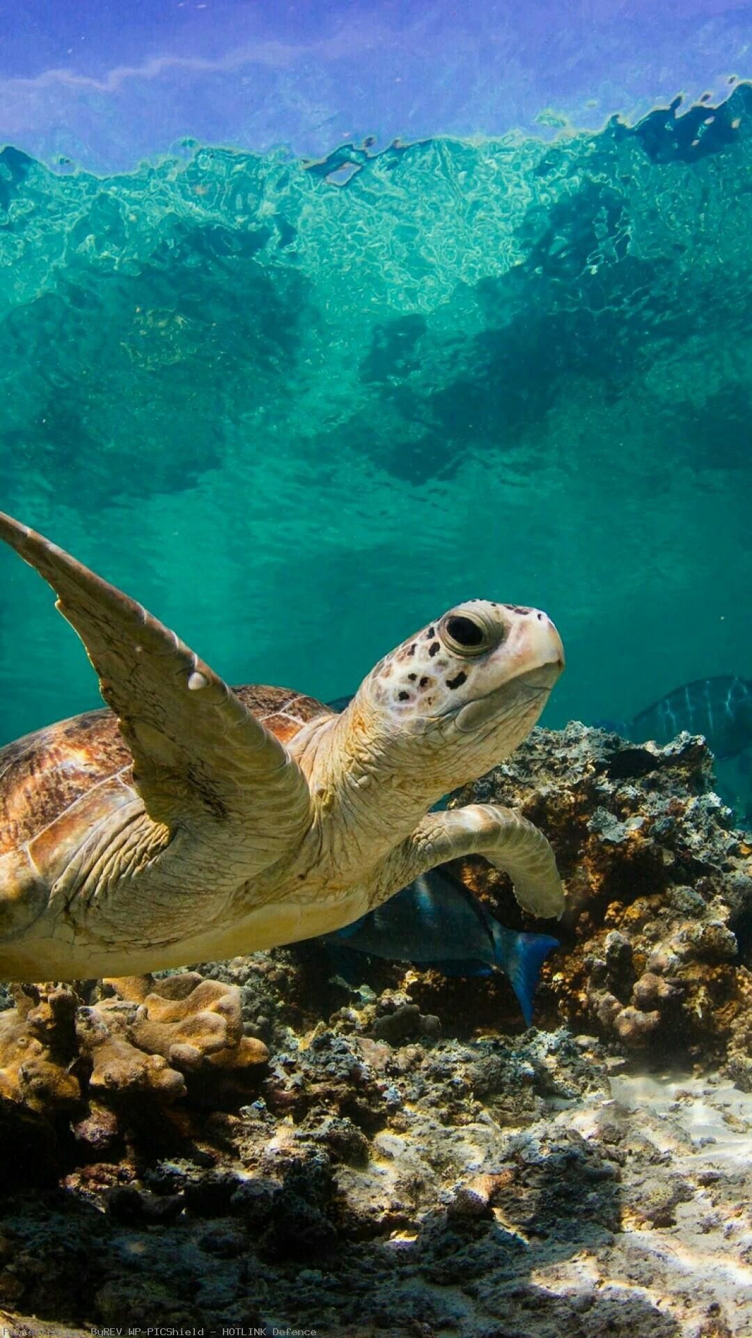 A turtle swimming in the ocean - Sea turtle, underwater, turtle