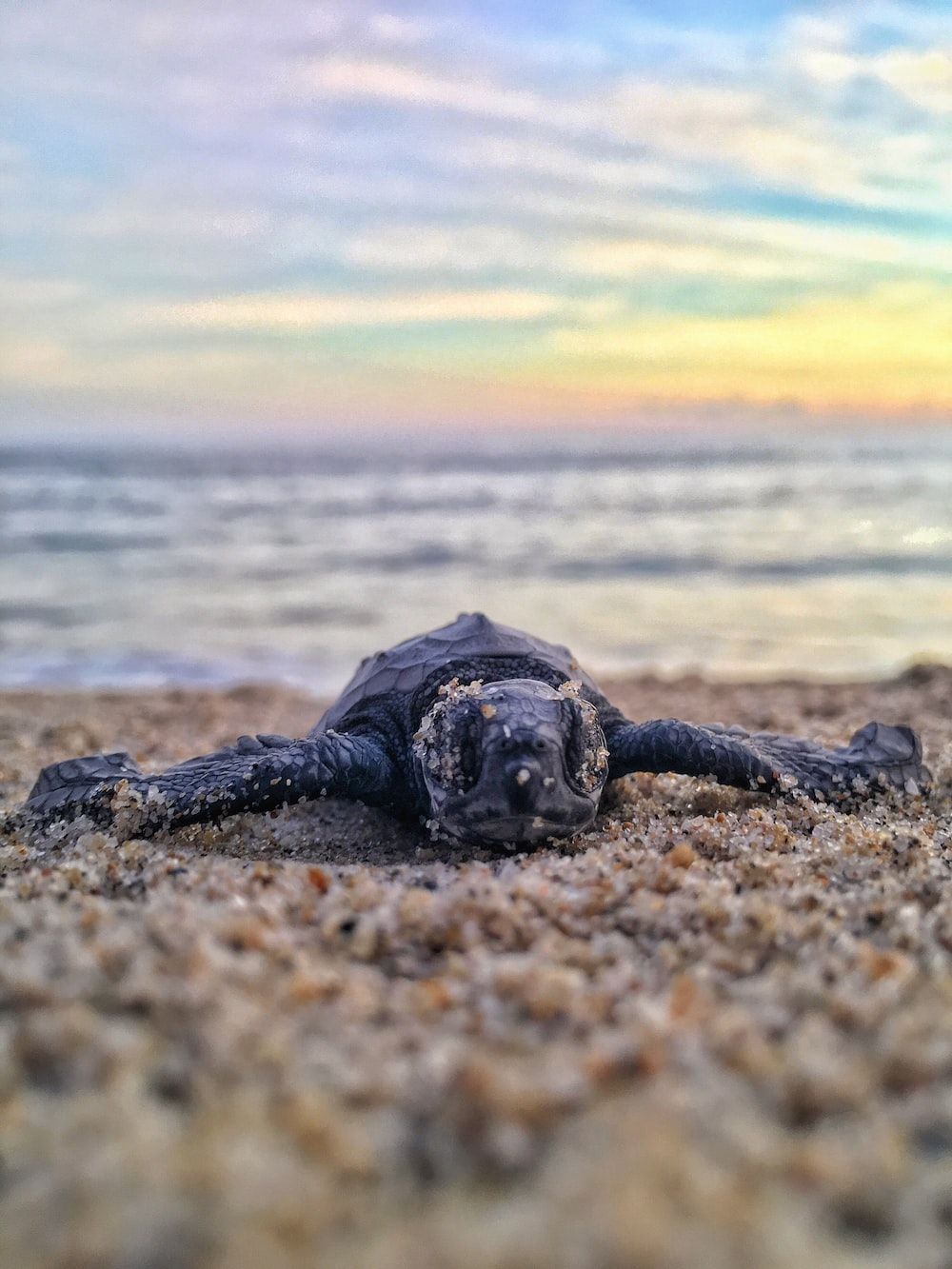 A baby sea turtle on the beach - Sea turtle, turtle