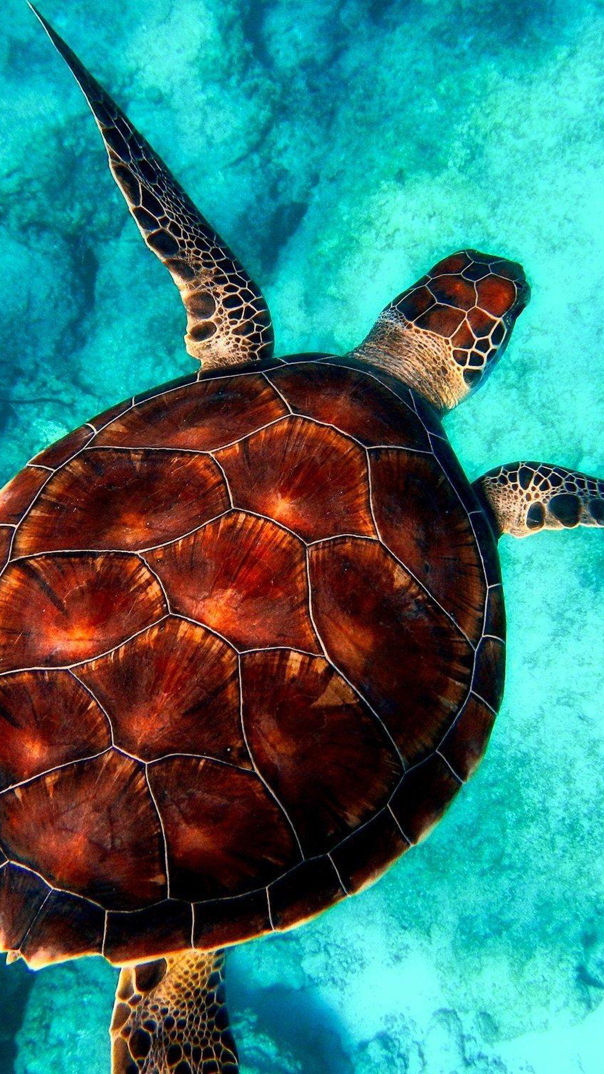 A turtle swimming in the ocean - Turtle, sea turtle