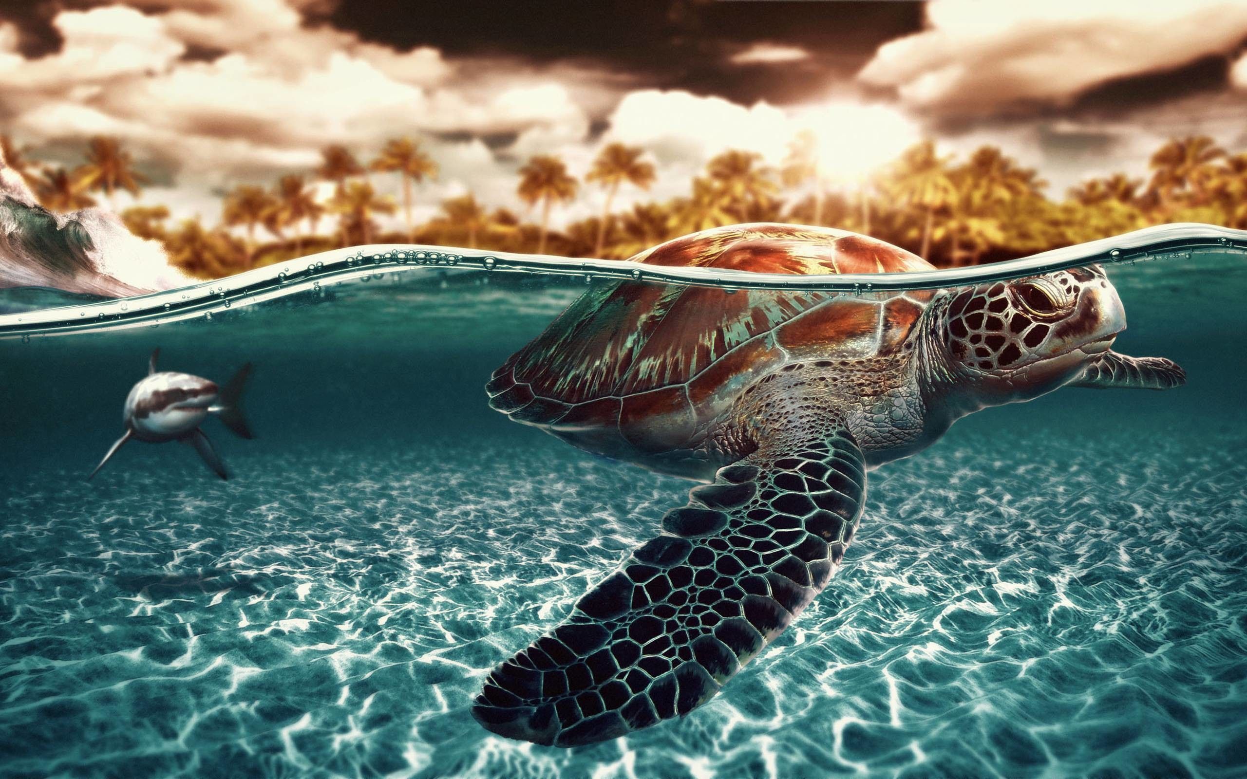 A turtle swimming in the ocean - Sea turtle, turtle