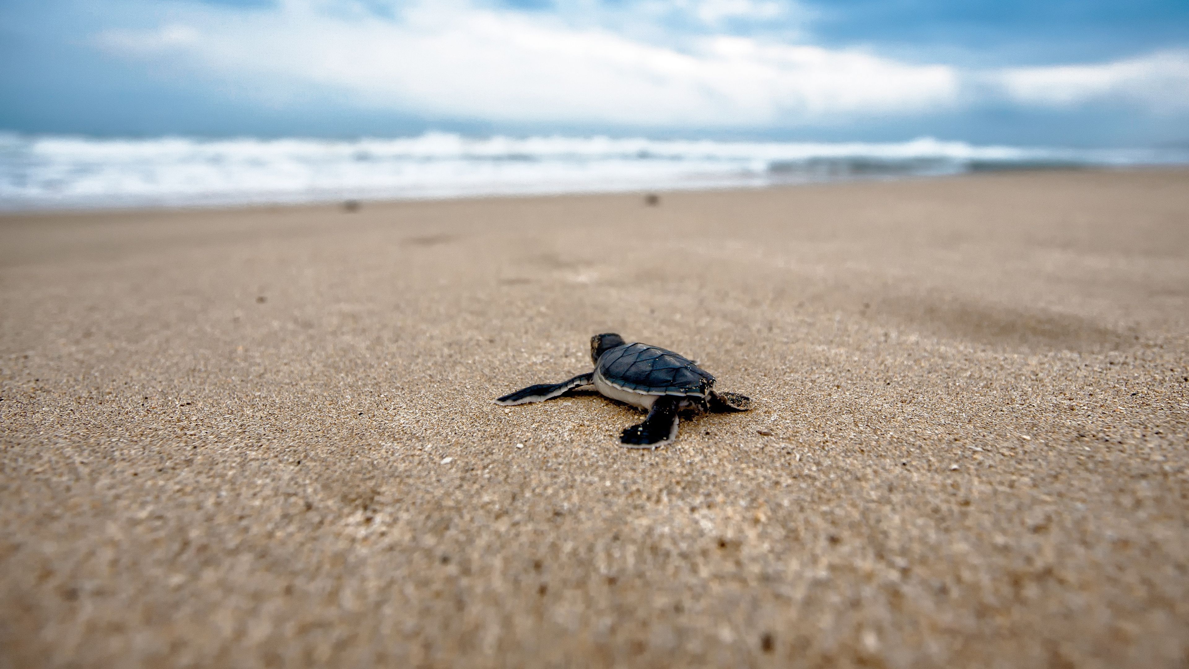 A baby turtle on the beach - Sea turtle, turtle