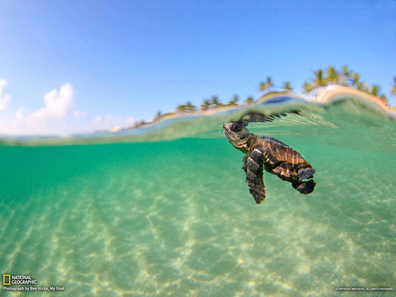 A turtle swimming in the ocean - Sea turtle, turtle