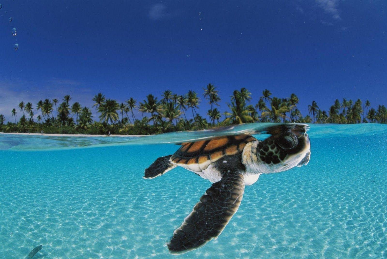 A turtle swimming in the ocean with palm trees - Sea turtle
