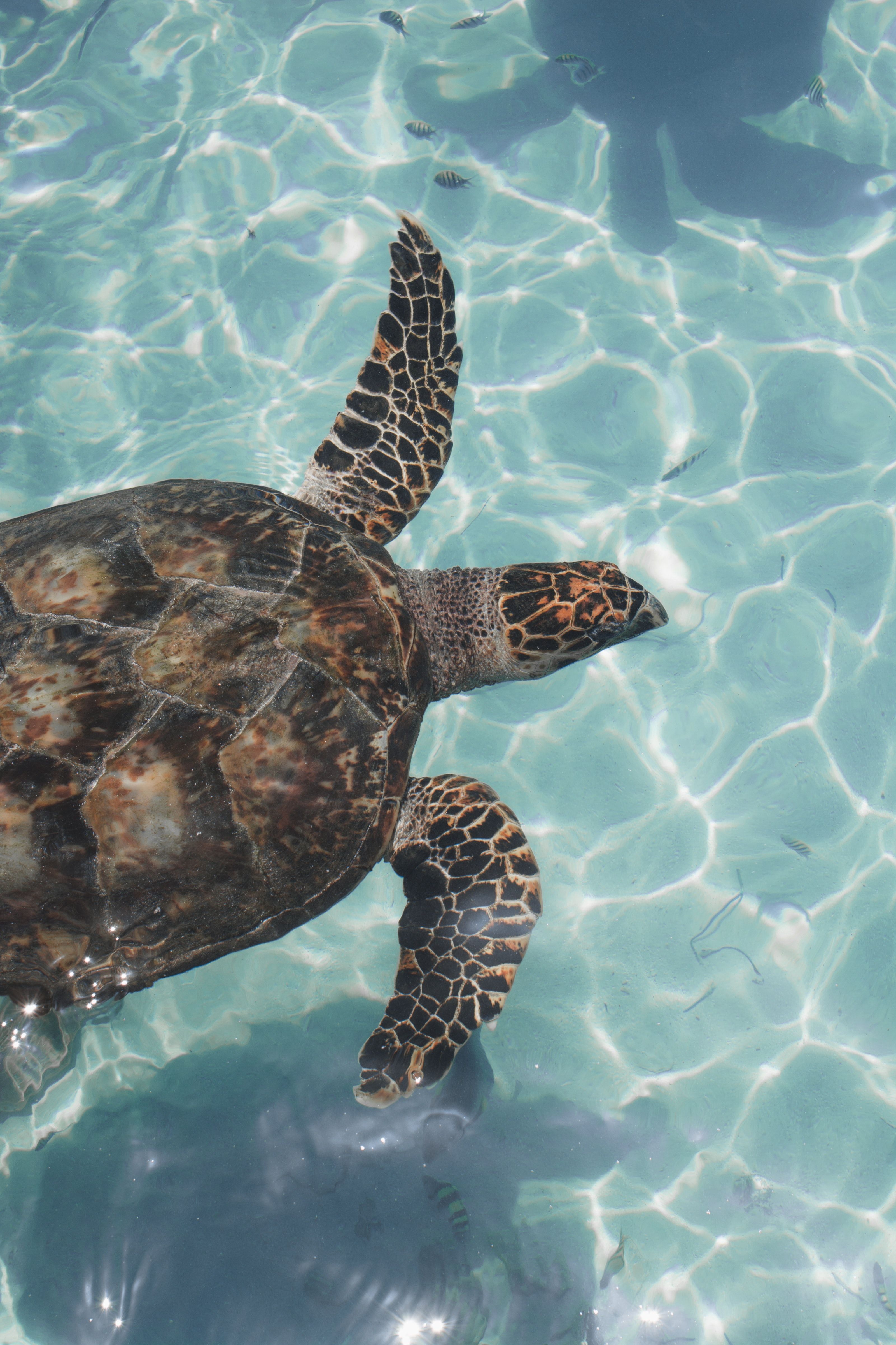 Turtle floating under blue sea water · Free
