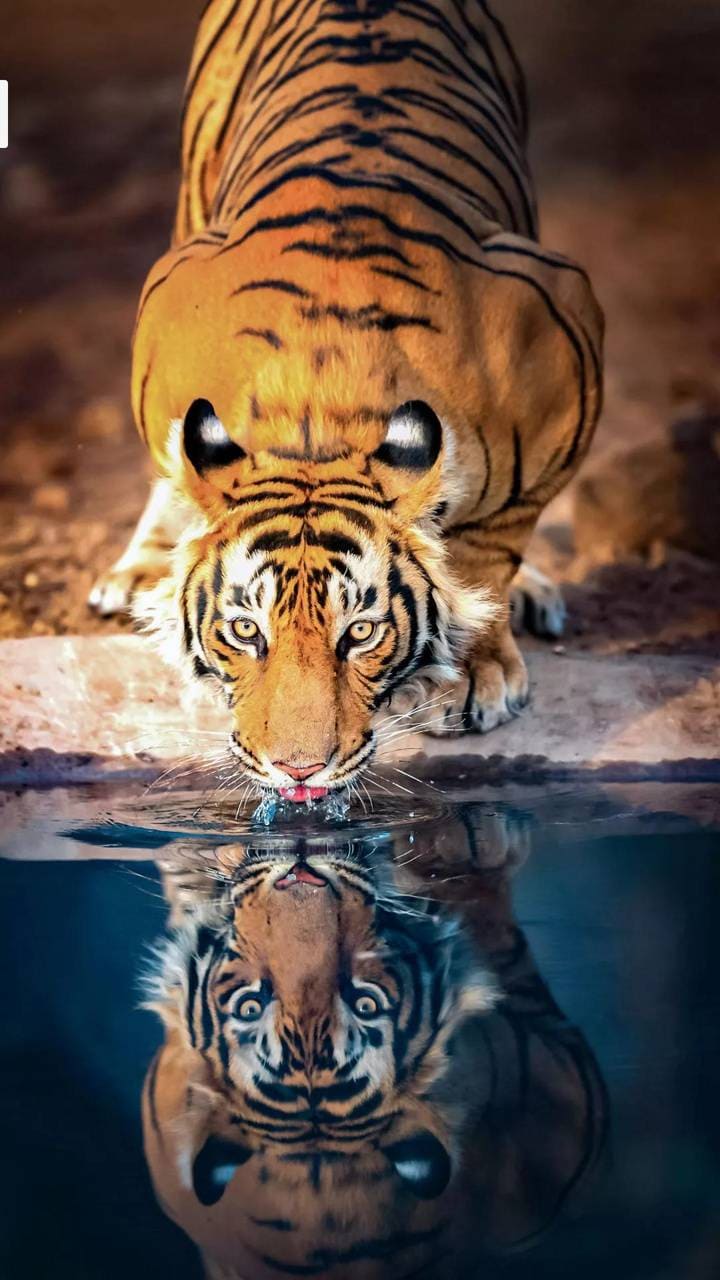 Best Tiger iPhone Wallpaper