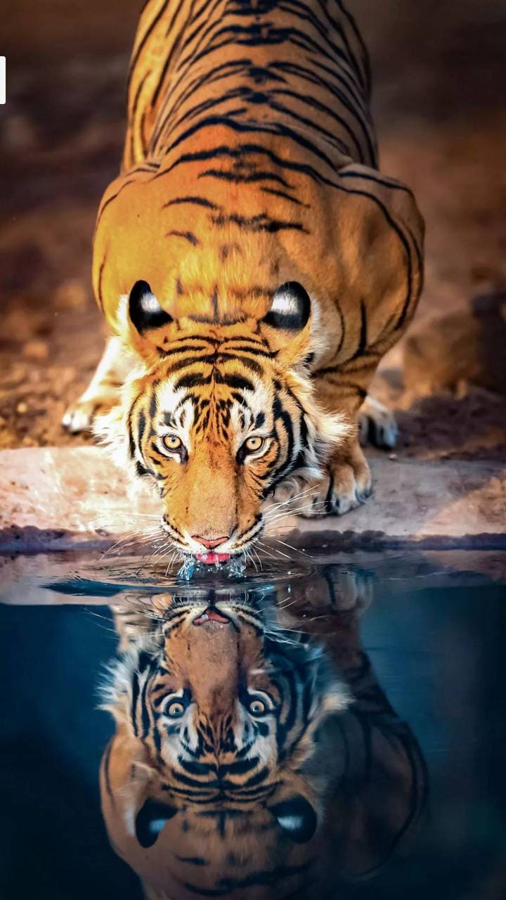 A tiger drinking water from a pond - Tiger