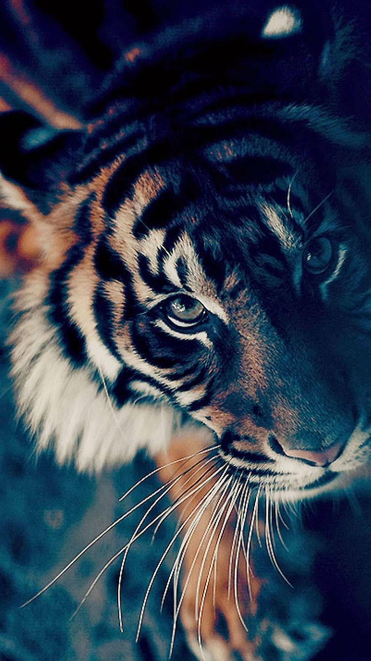 Download Looking Up Tiger iPhone Wallpaper