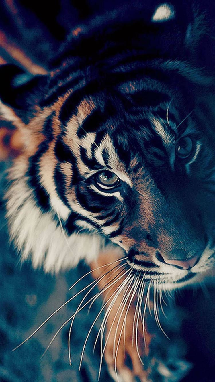 Iphone wallpaper of a tiger - Tiger