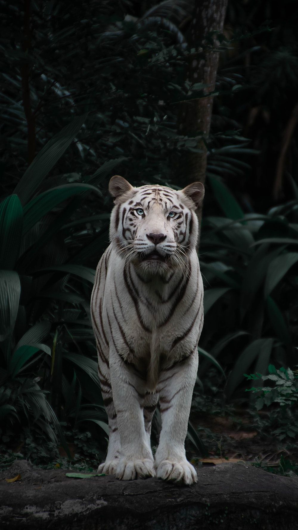 A white tiger standing on top of rocks - Tiger