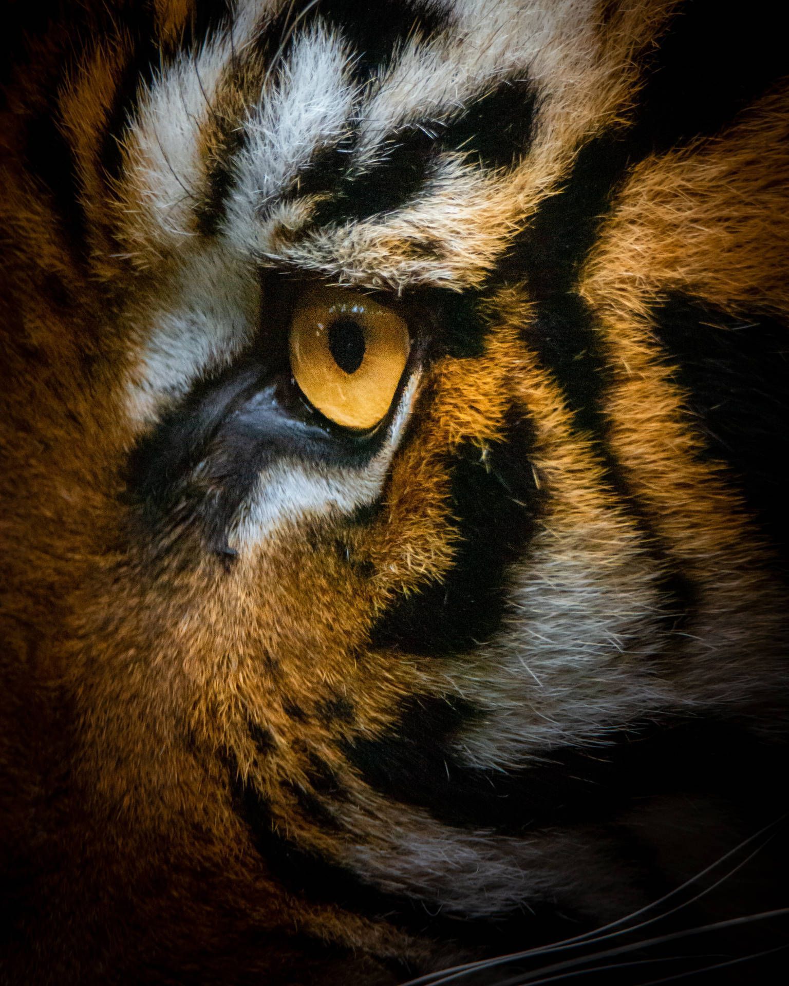 A close up of the eye and face - Tiger