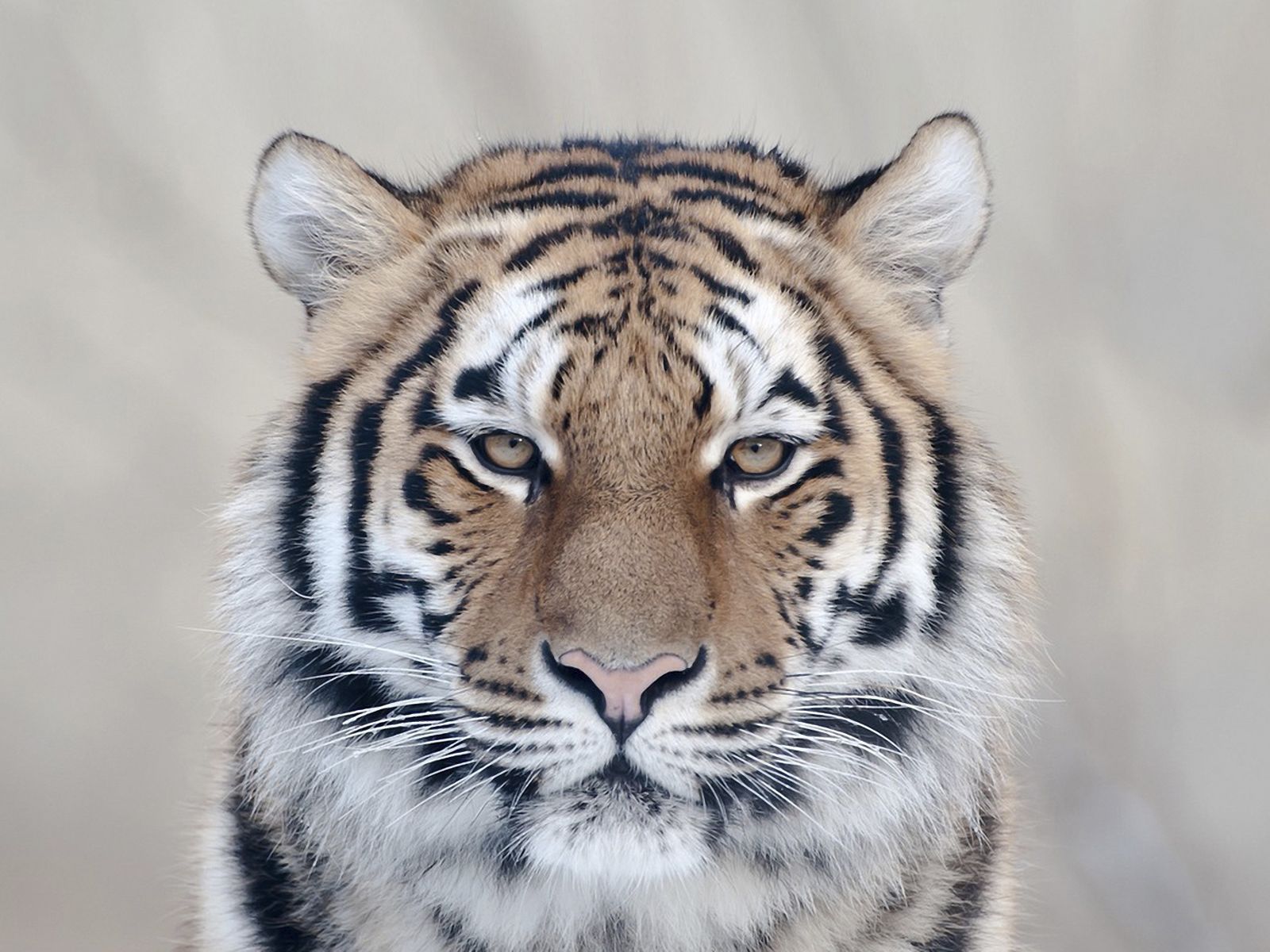 A tiger with a white face and black stripes - Tiger