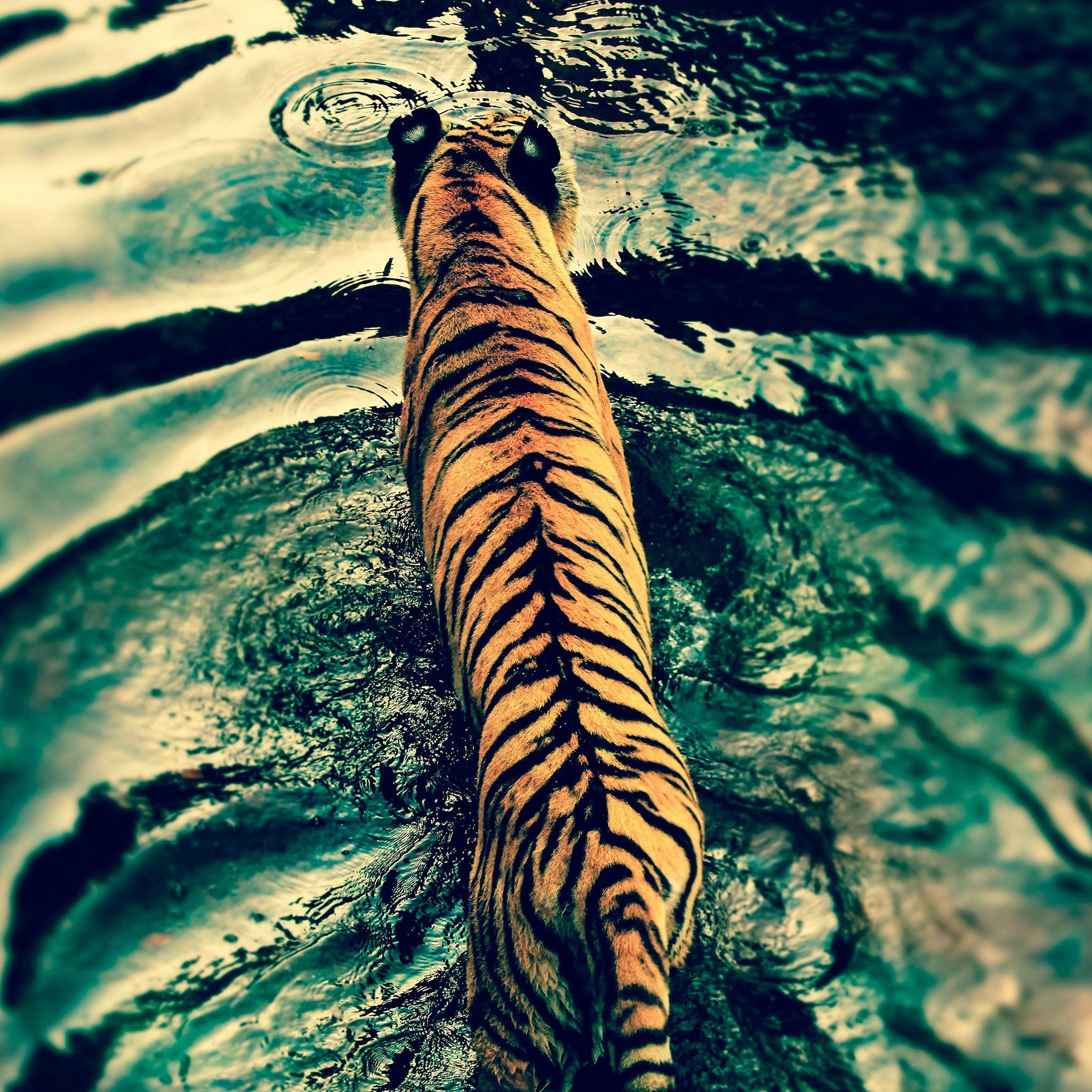 A tiger swimming in a body of water. - Tiger