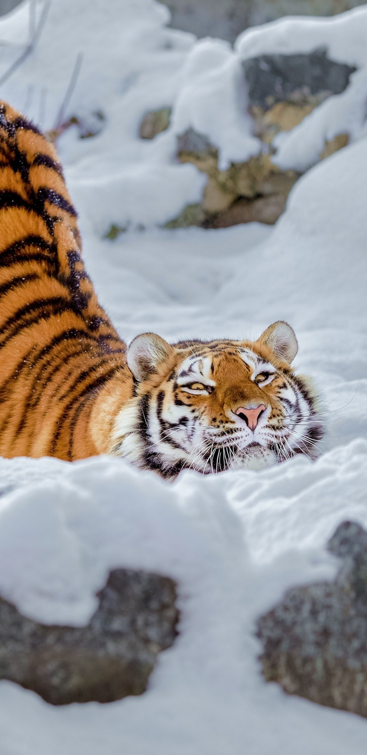 A tiger laying in the snow on its back - Tiger