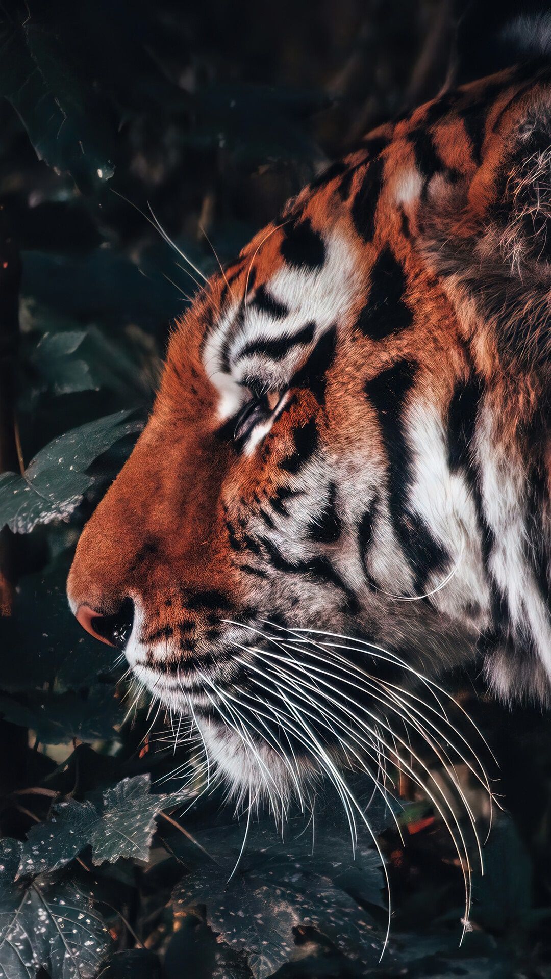 A tiger is looking at something in the distance - Tiger