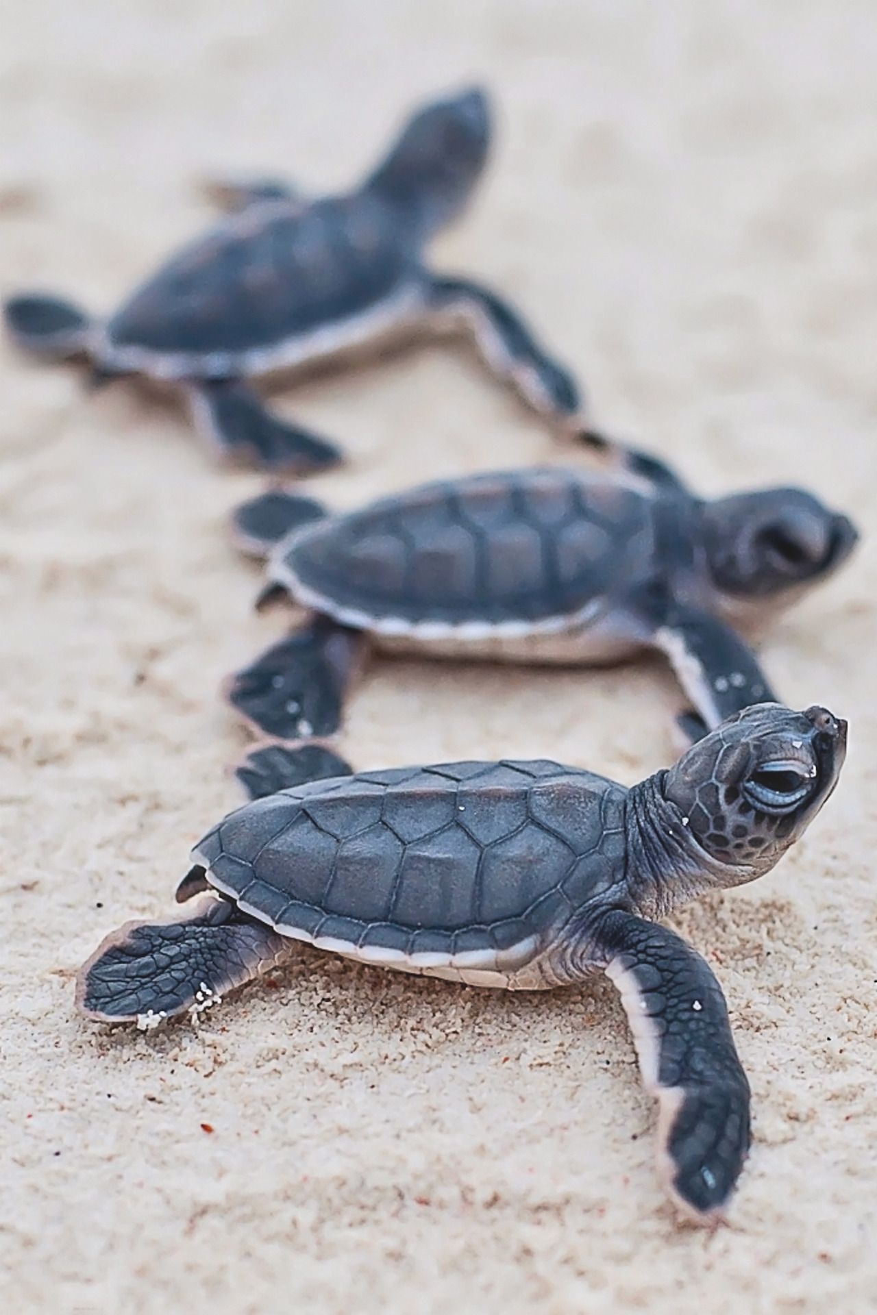 A group of baby turtles crawl on the sand. - Sea turtle