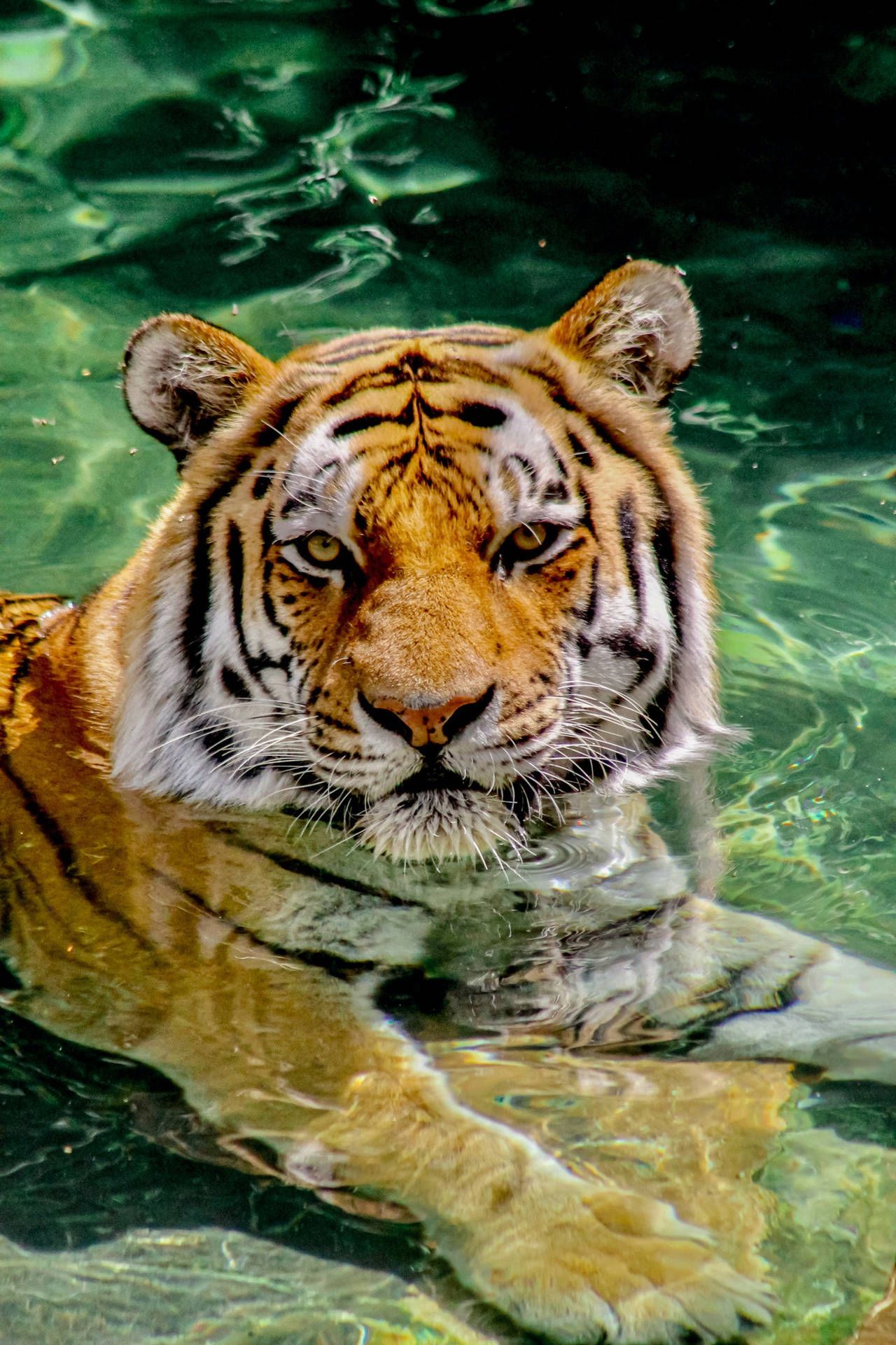 Free Tiger iPhone Wallpaper Downloads, Tiger iPhone Wallpaper for FREE