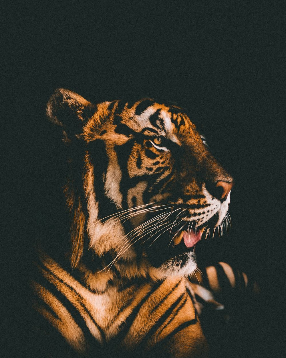 A tiger in the dark - Tiger