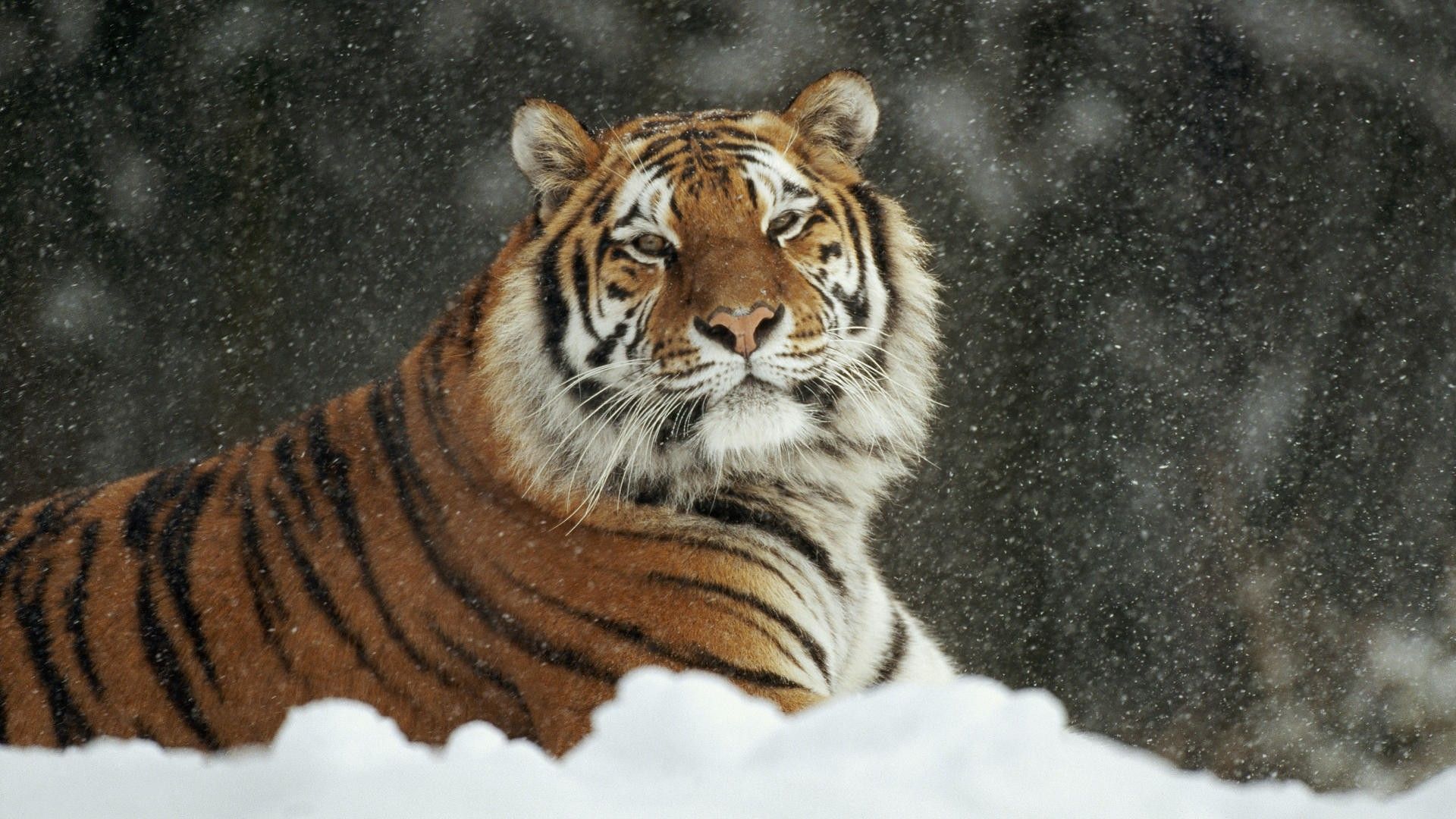 A tiger is laying in the snow - Tiger