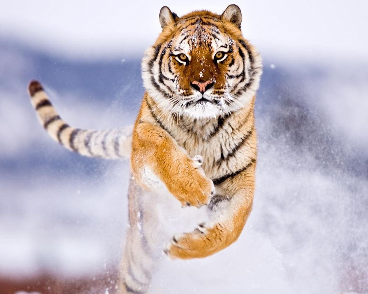 A tiger leaping through the air with snow all around - Tiger