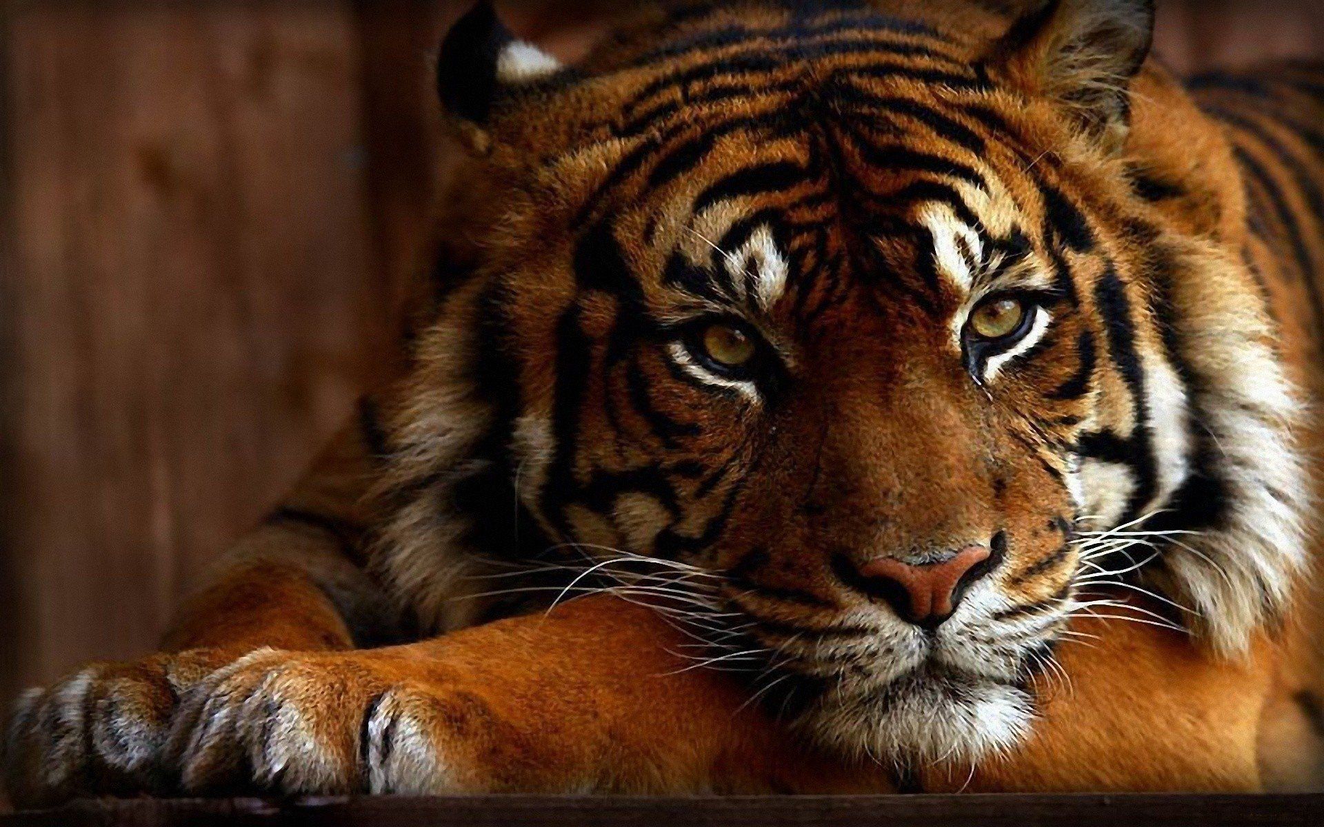 Tiger Wallpaper Free Tiger Background