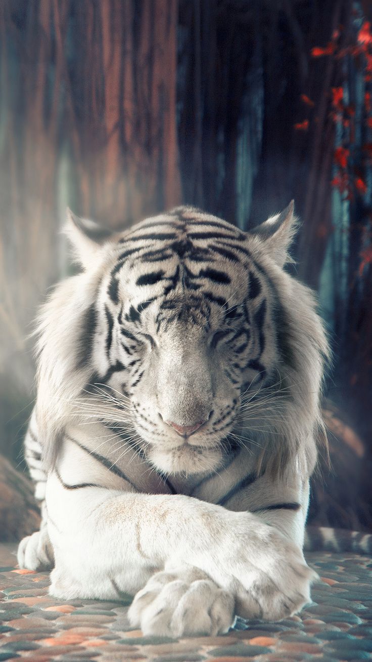 A white tiger resting on the ground - Tiger