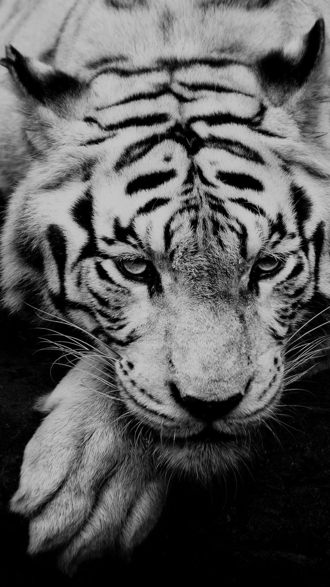 A black and white photo of an animal - Tiger