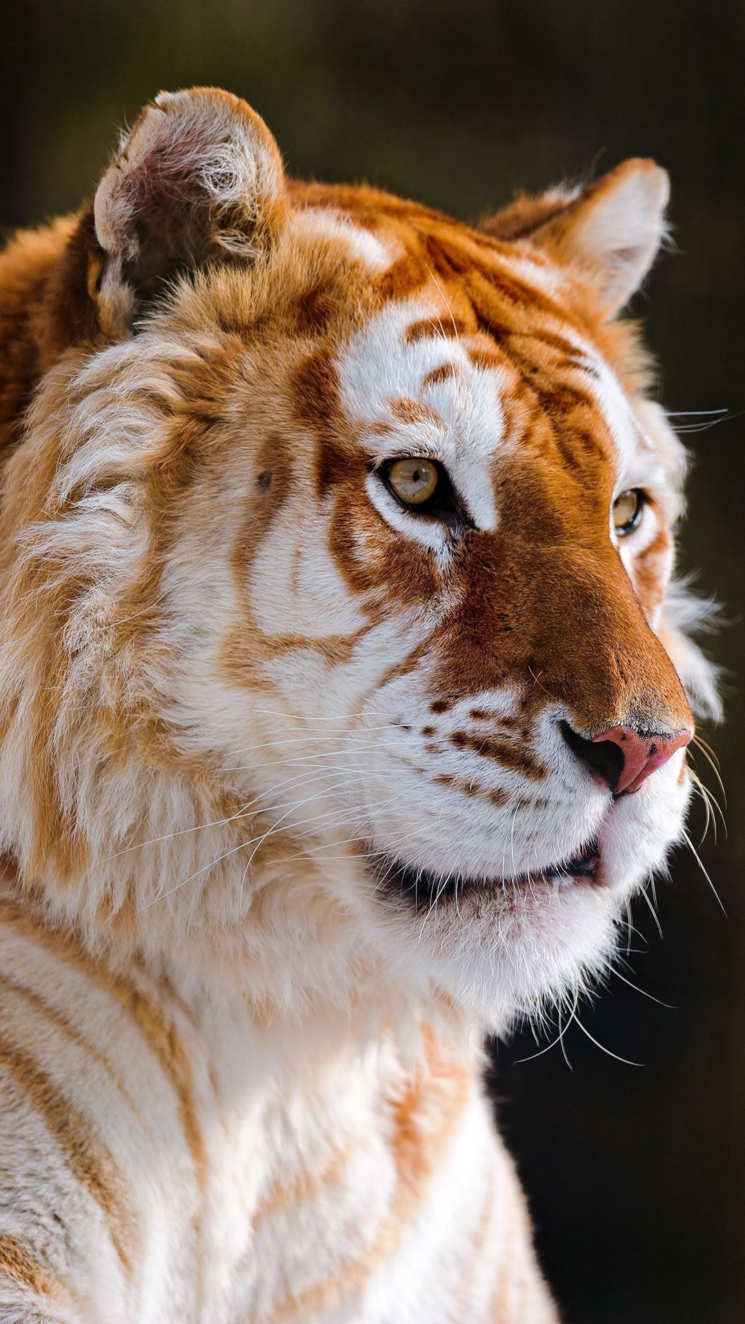 A close up of a white and orange tiger - Tiger