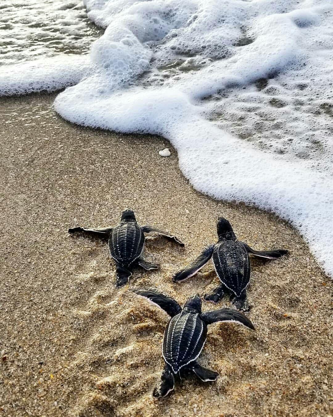 Three baby sea turtles crawling on the beach - Sea turtle