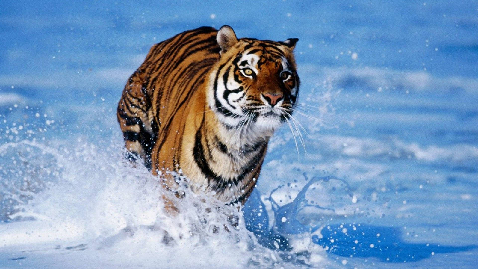 Tiger in the water - Tiger