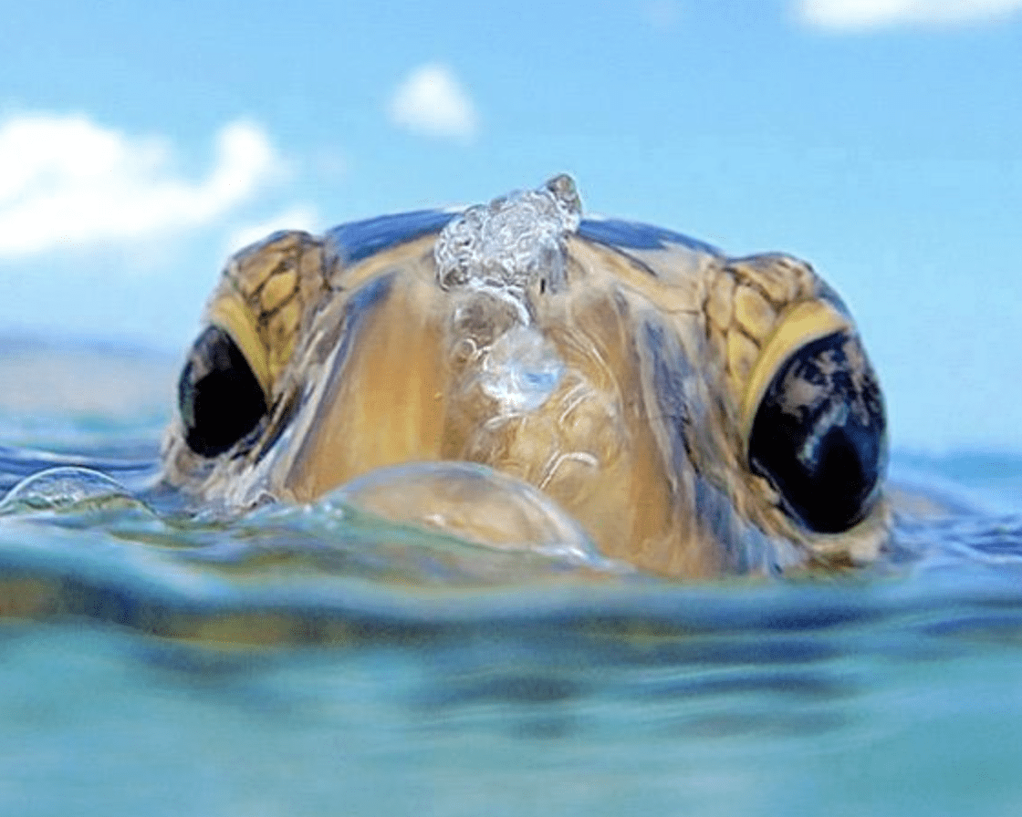 A turtle swimming in the ocean with its head above water - Sea turtle, turtle