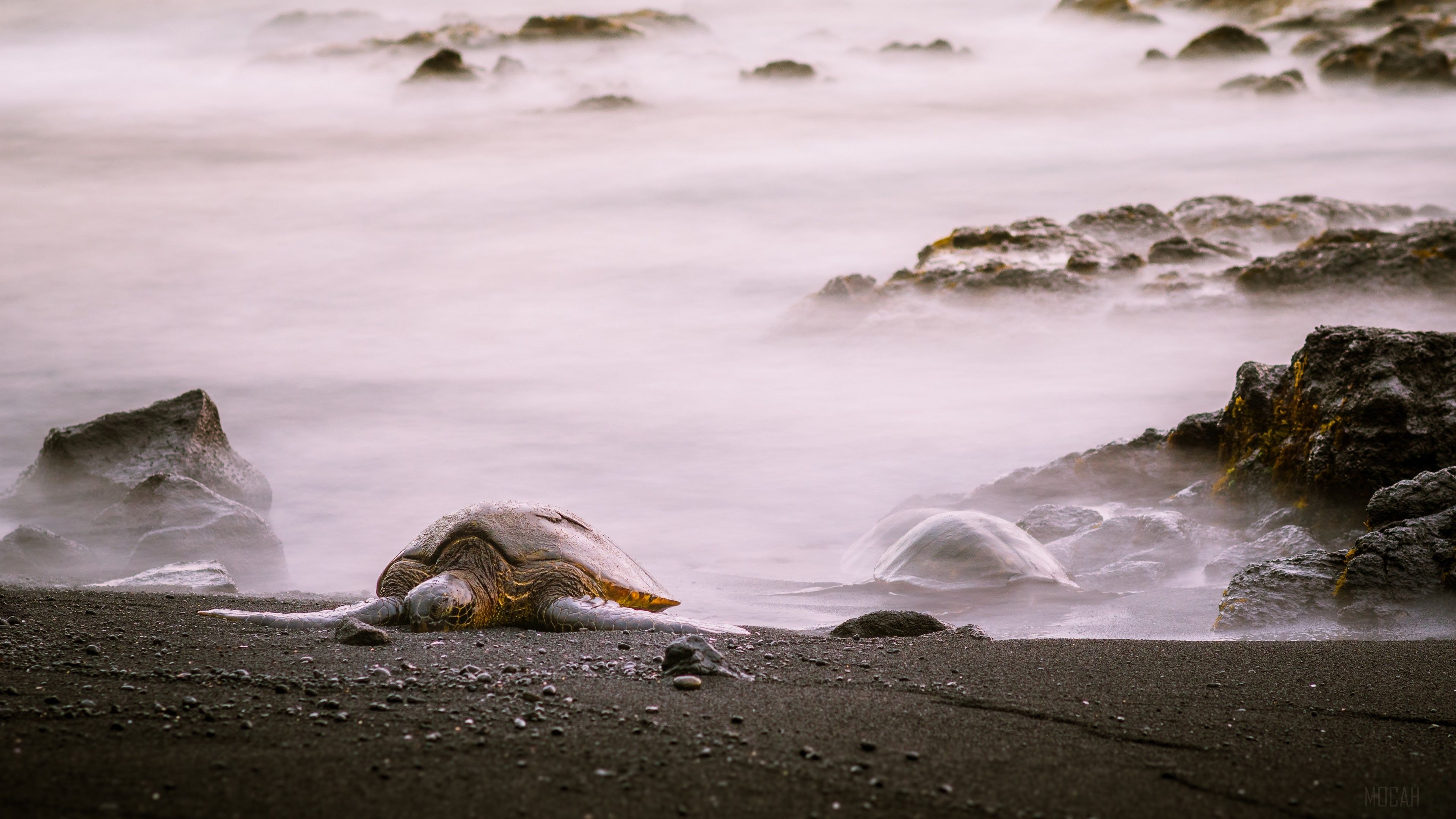 A turtle is laying on the beach - Sea turtle, turtle