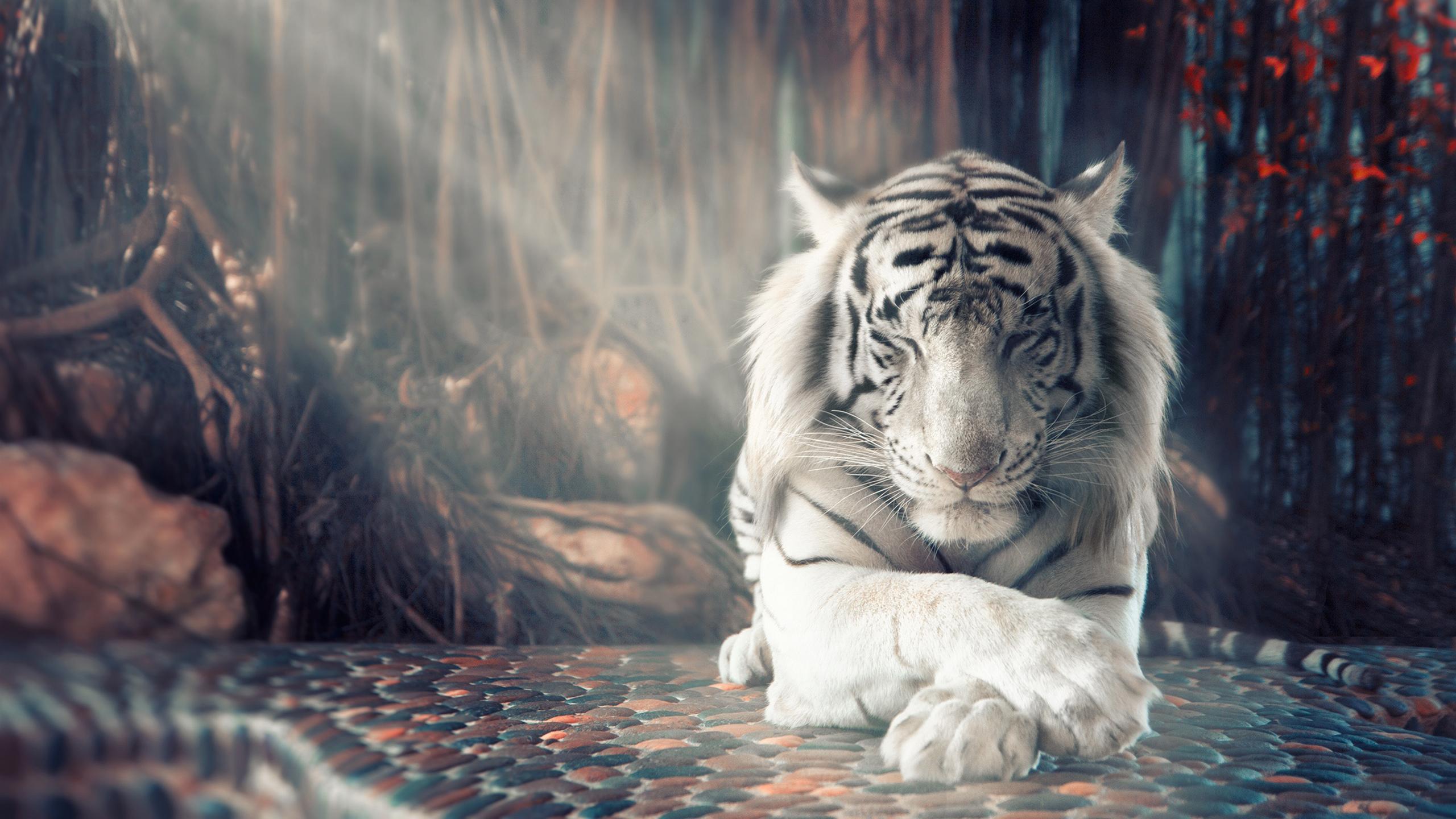 White tiger in the forest wallpaper 1920x1080 - Tiger