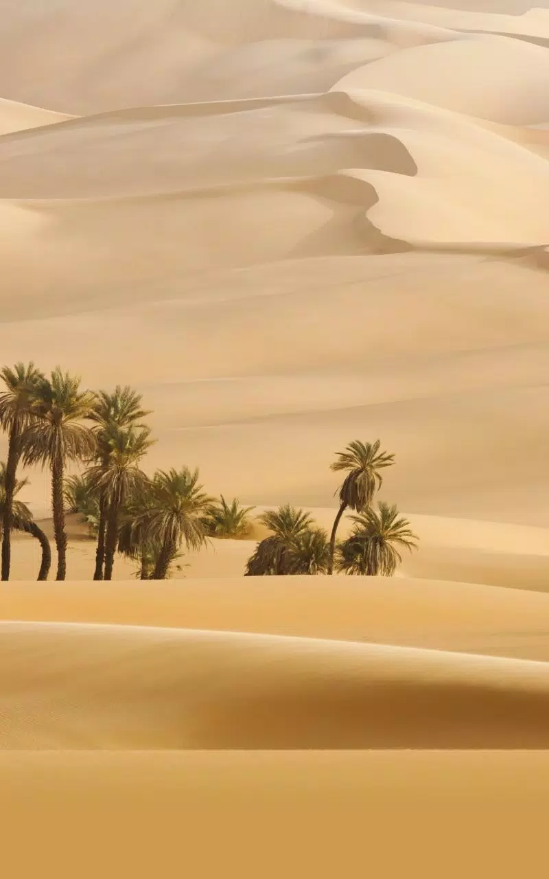 A small oasis of palm trees in the middle of the desert - Desert