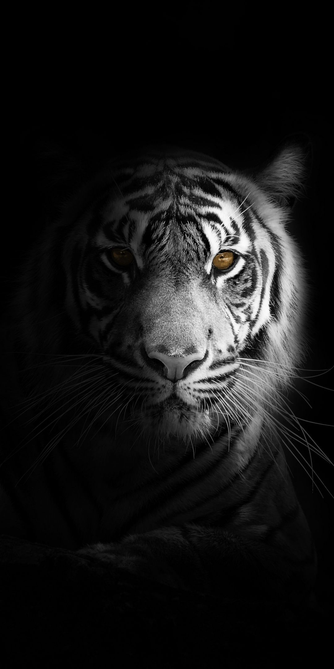 Portrait, minimal, white tiger, dark Wallpaper. Tiger photography, Tiger wallpaper iphone, Tiger wallpaper