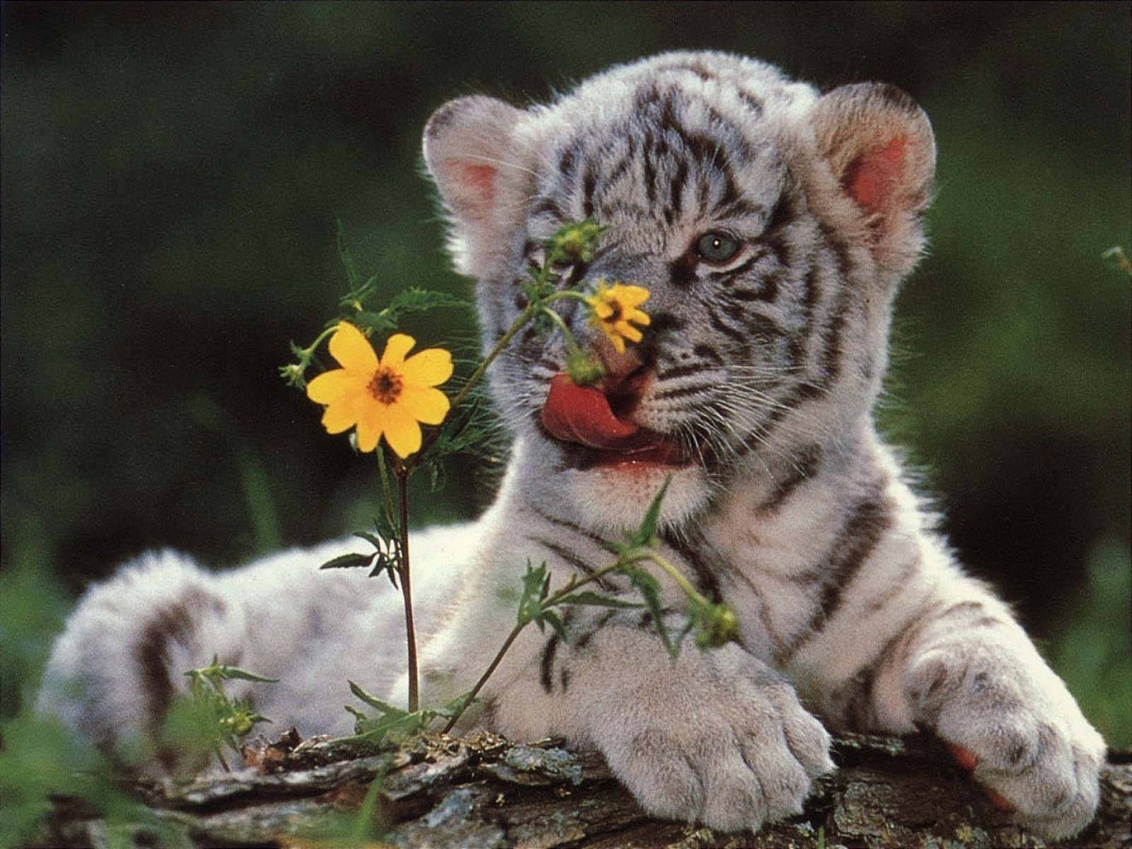 White tiger cub playing with a flower - Tiger