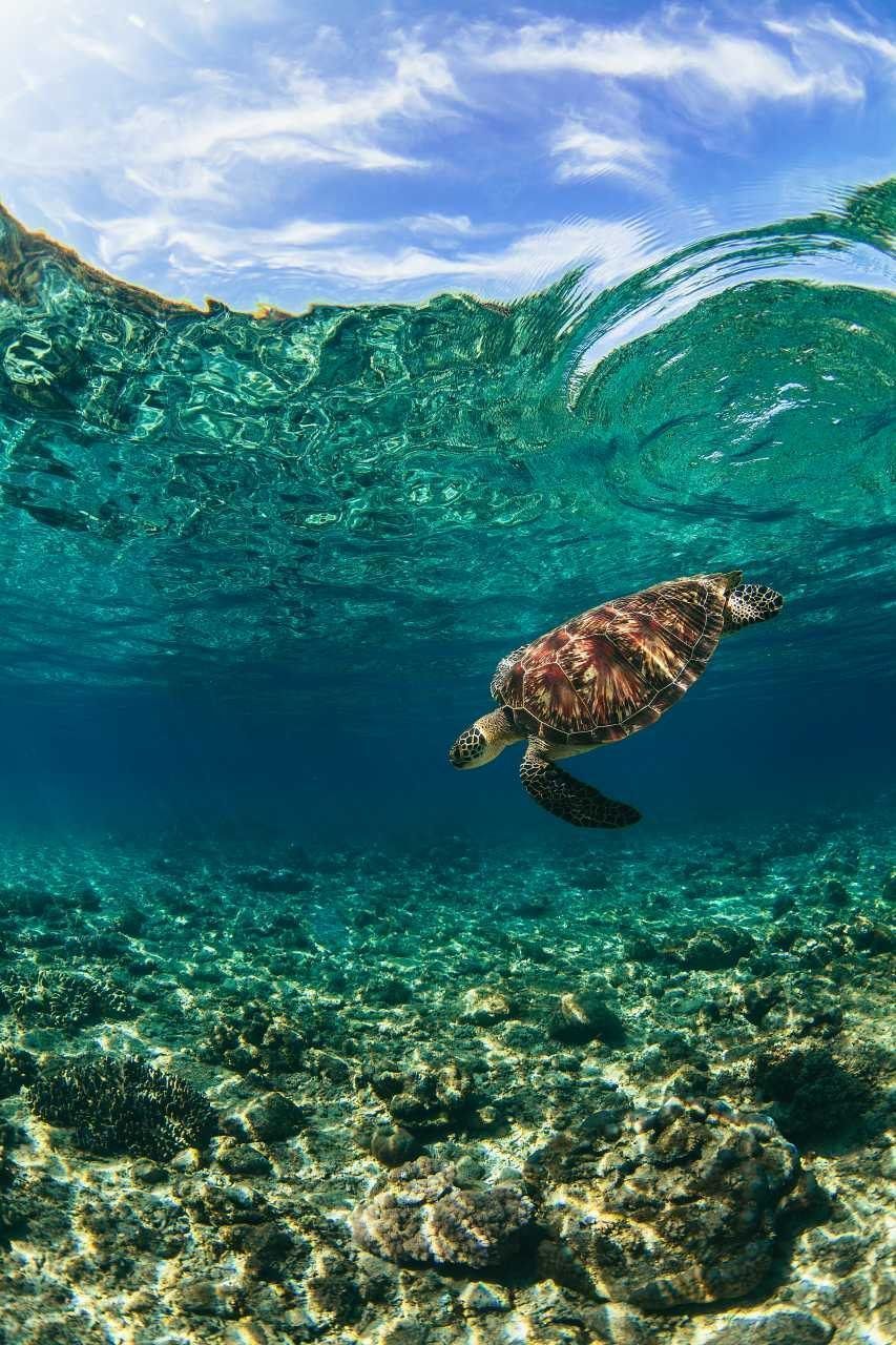 A green sea turtle swims in the crystal clear waters of hawaii - Sea turtle, coral, turtle