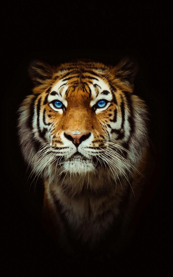 A tiger with blue eyes in the dark - Tiger