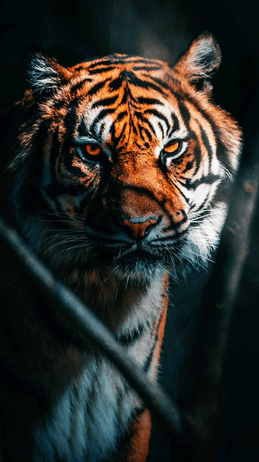 A tiger staring at the camera with a dark background - Tiger