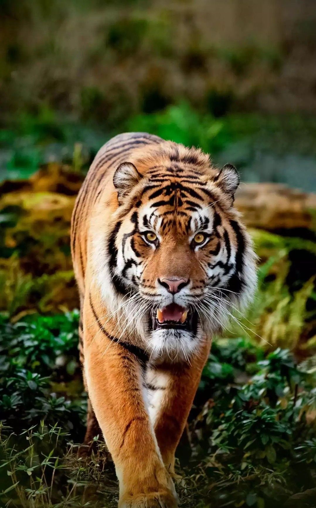 A tiger walking through the grass - Tiger