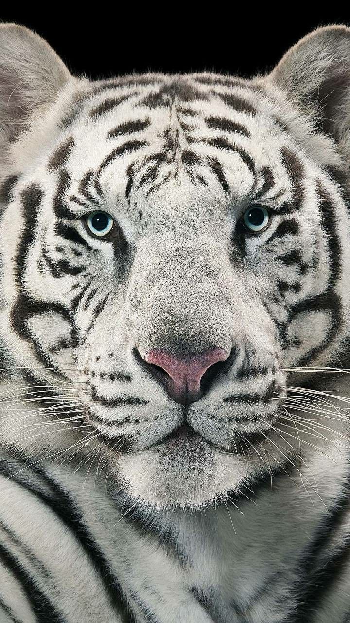 White tiger on a black background - Tiger