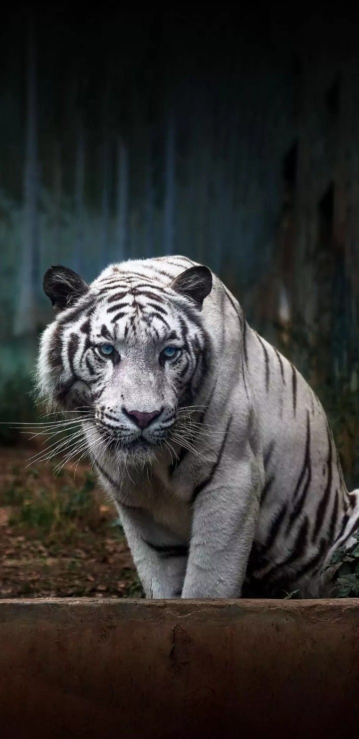 A white tiger staring at the camera - Tiger