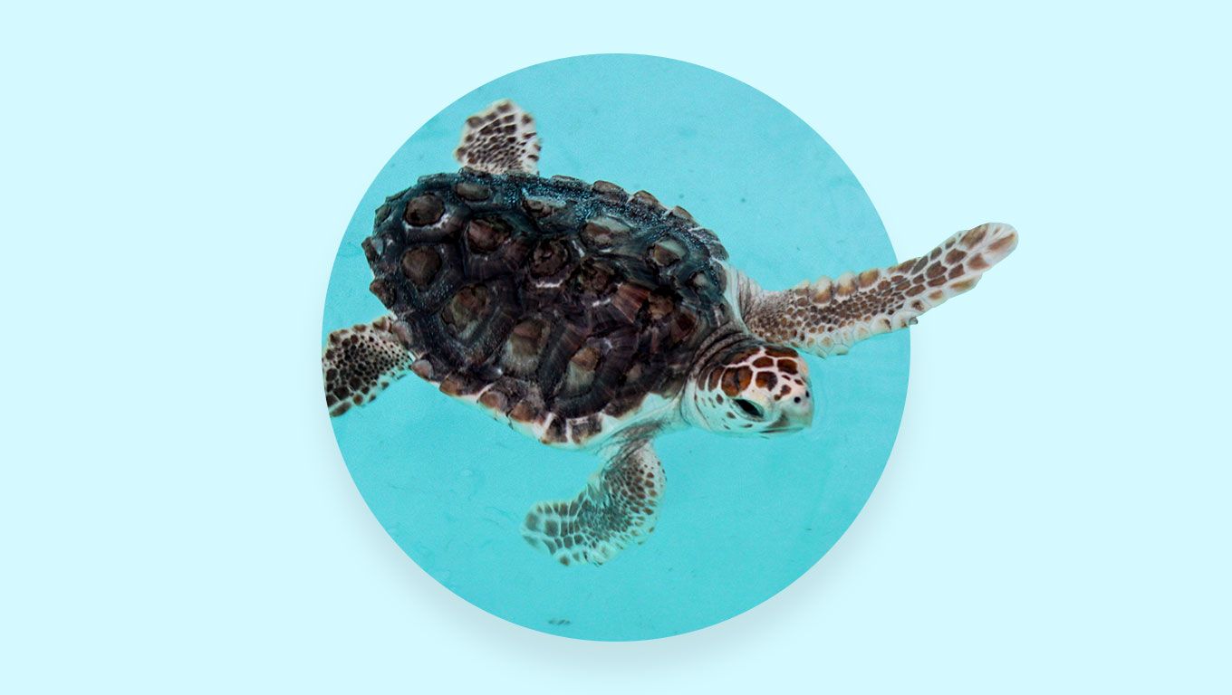 A baby turtle swimming in the water - Sea turtle