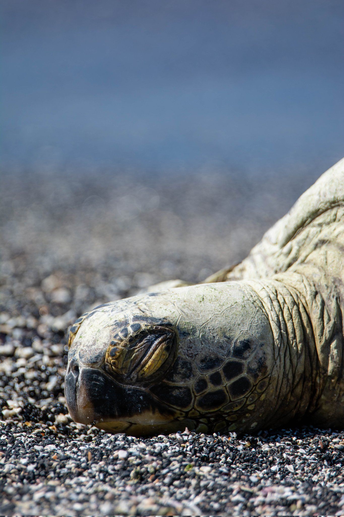 A turtle lying on the beach with its eyes closed. - Sea turtle, turtle
