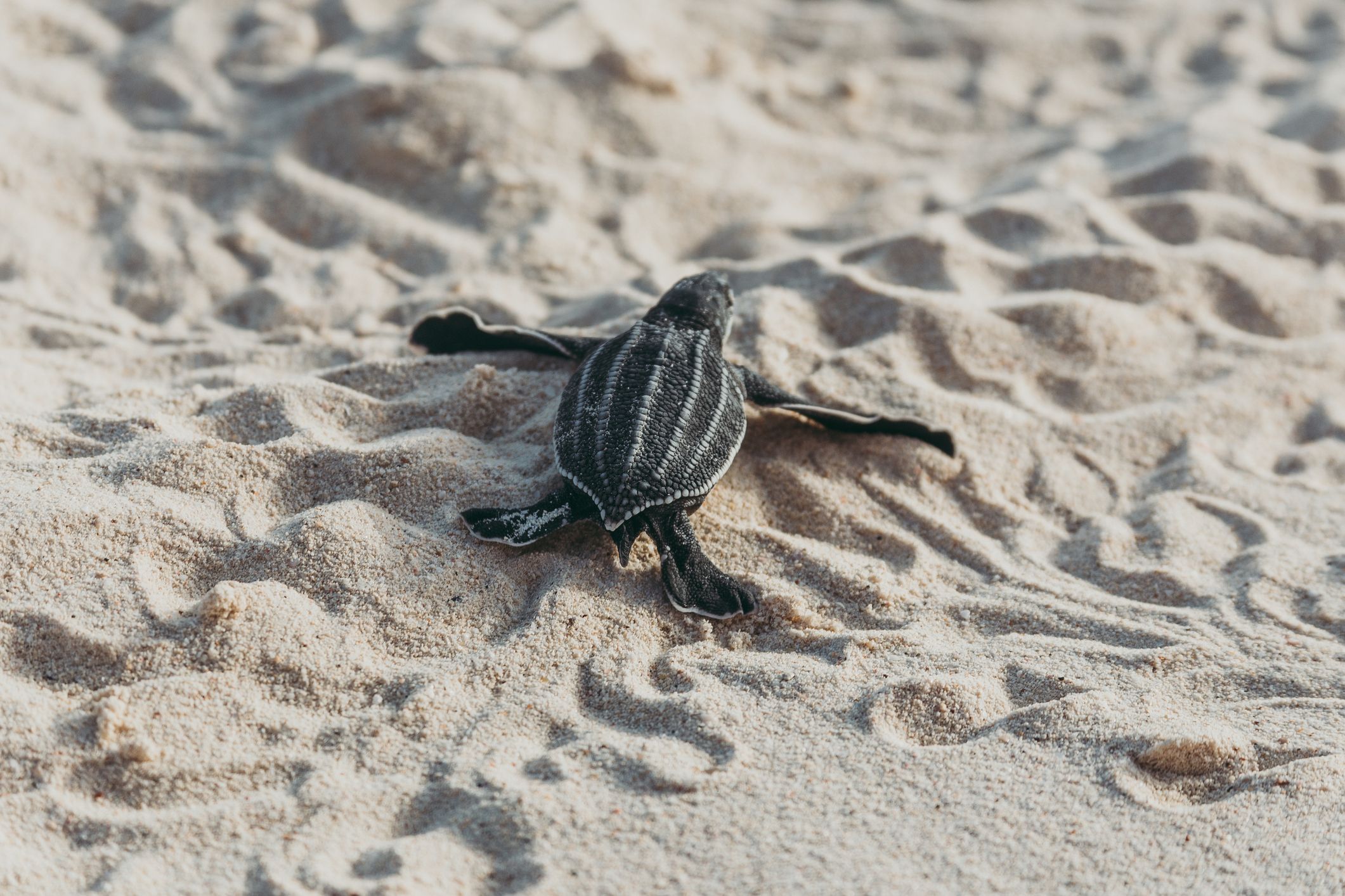 A baby turtle on the sand - Sea turtle