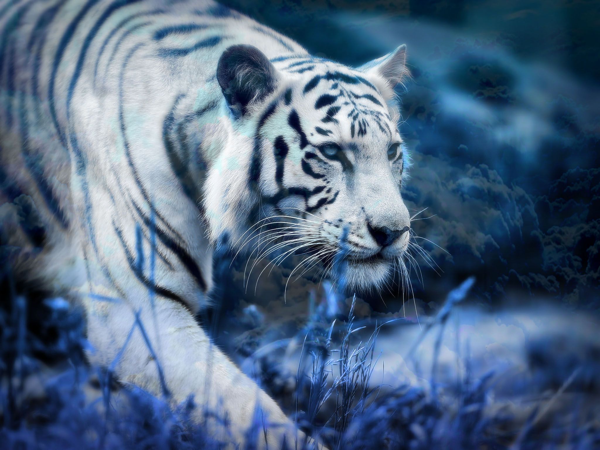 A white tiger walking through tall grass - Tiger