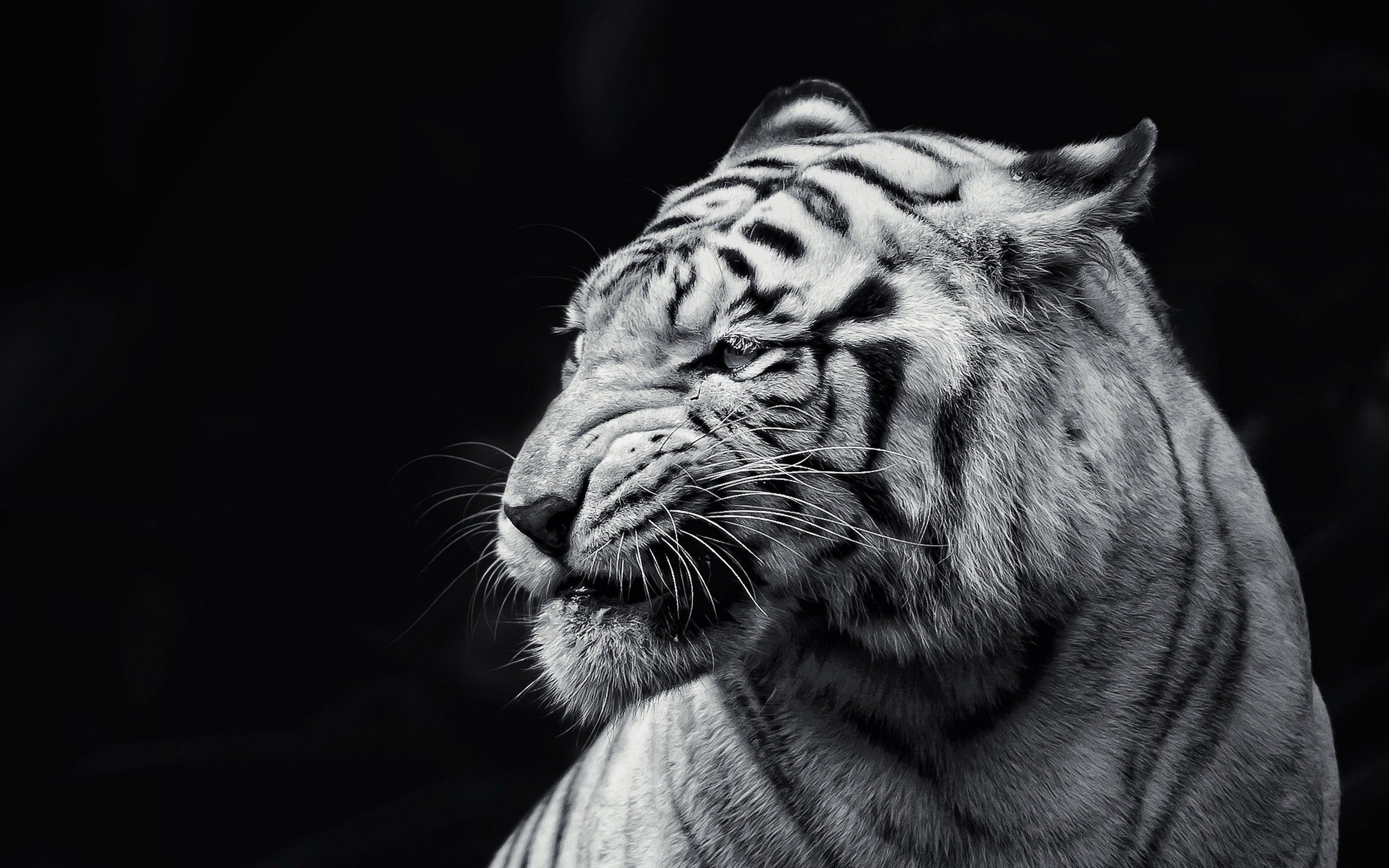 A black and white photo of a white tiger looking to the left. - Tiger