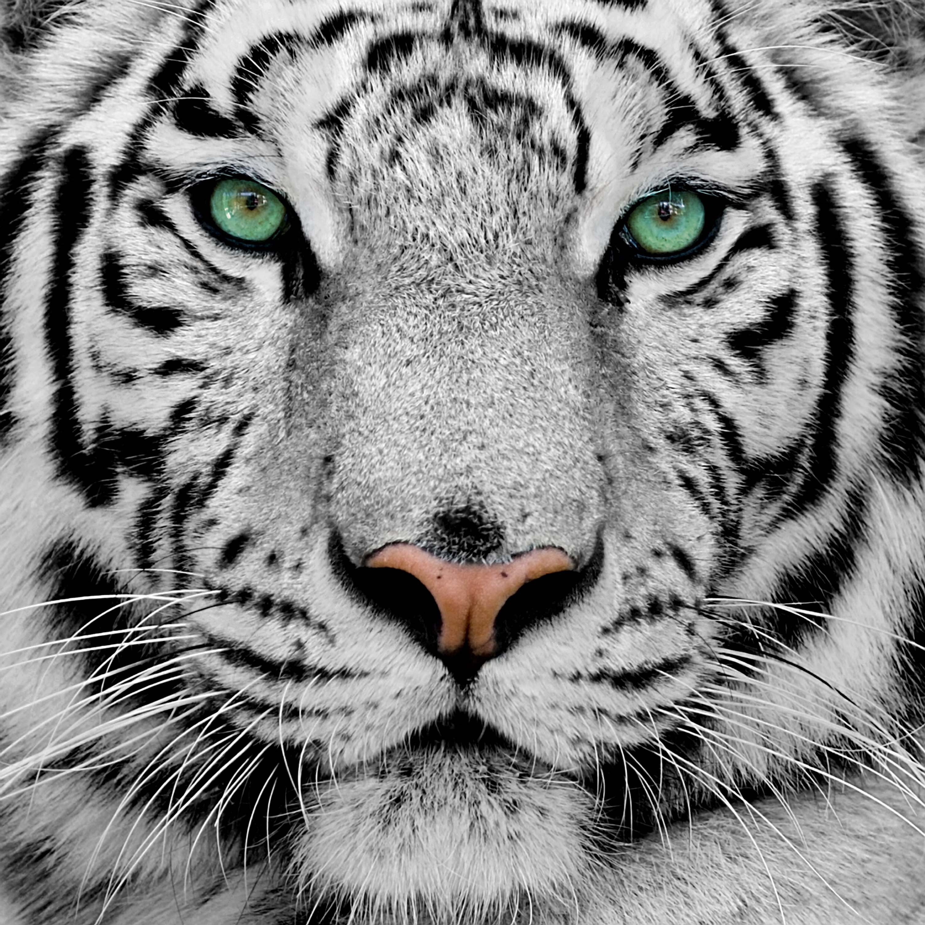 A white tiger with green eyes staring straight ahead. - Tiger