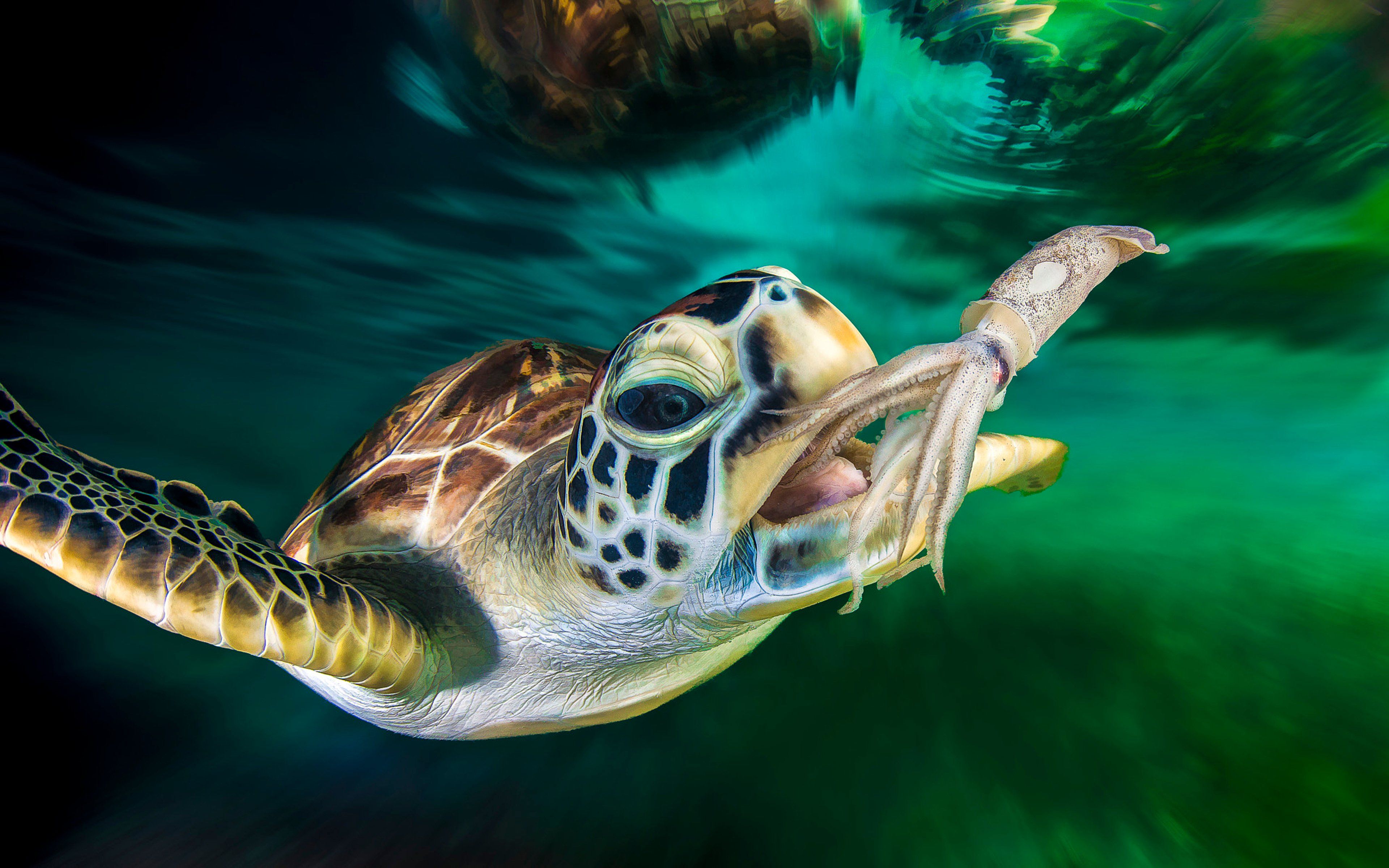 Green Sea Turtle And Squid Ocean Underwater 4K wallpaper