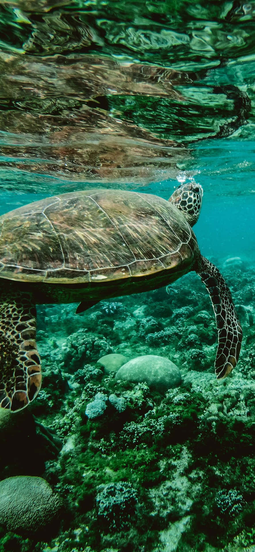 A green sea turtle swims in the clear waters of an ocean - Sea turtle